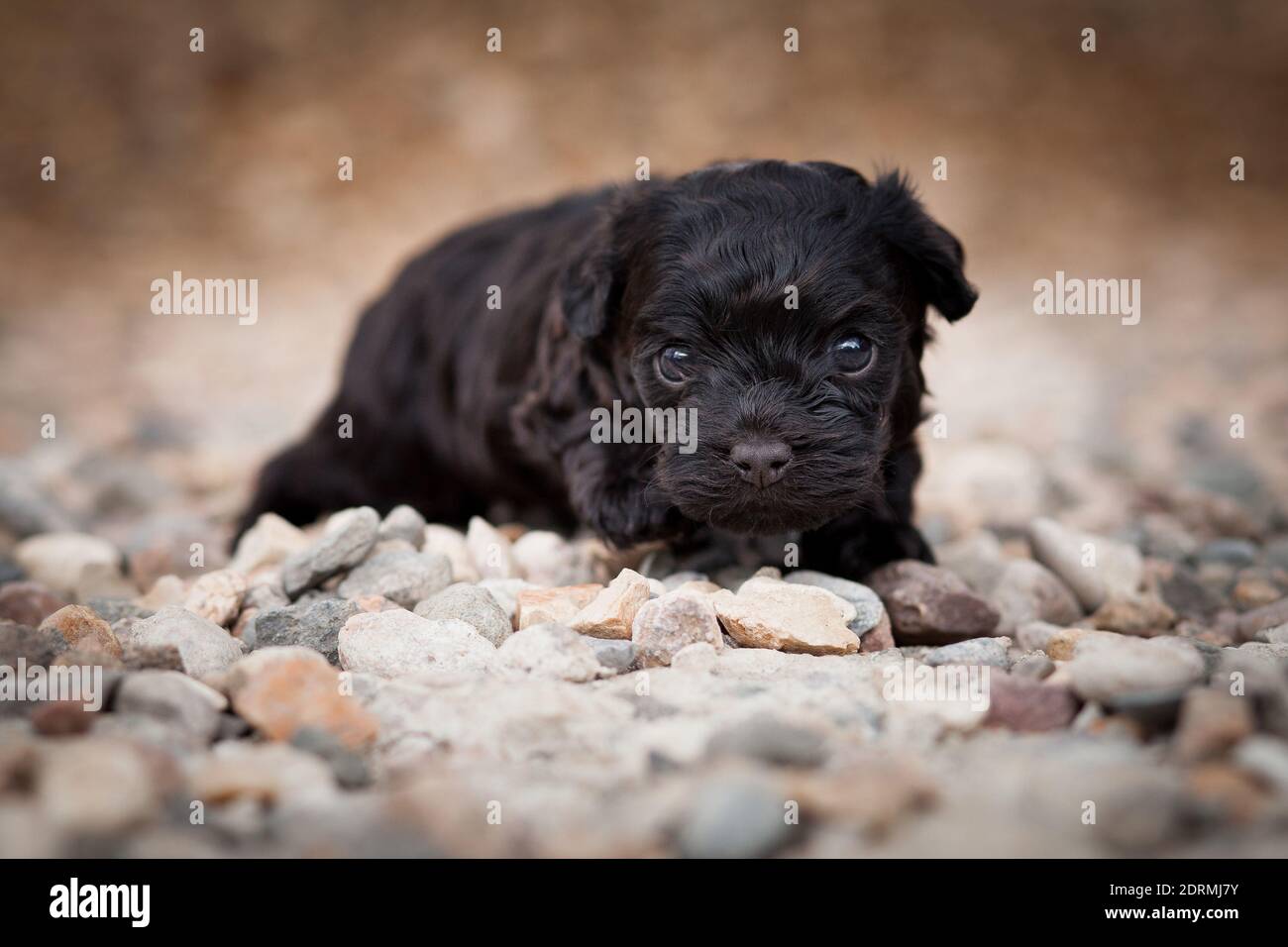 Piccolo cucciolo nero ricciolo di razza russo colorato audace e si muove senza paura in avanti su un rivestimento di pietra all'aperto Foto Stock