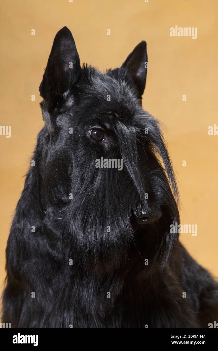 Ritratto di un piccolo cane di razza Scotch dai capelli neri terrier su sfondo giallo in una stanza nella studio Foto Stock