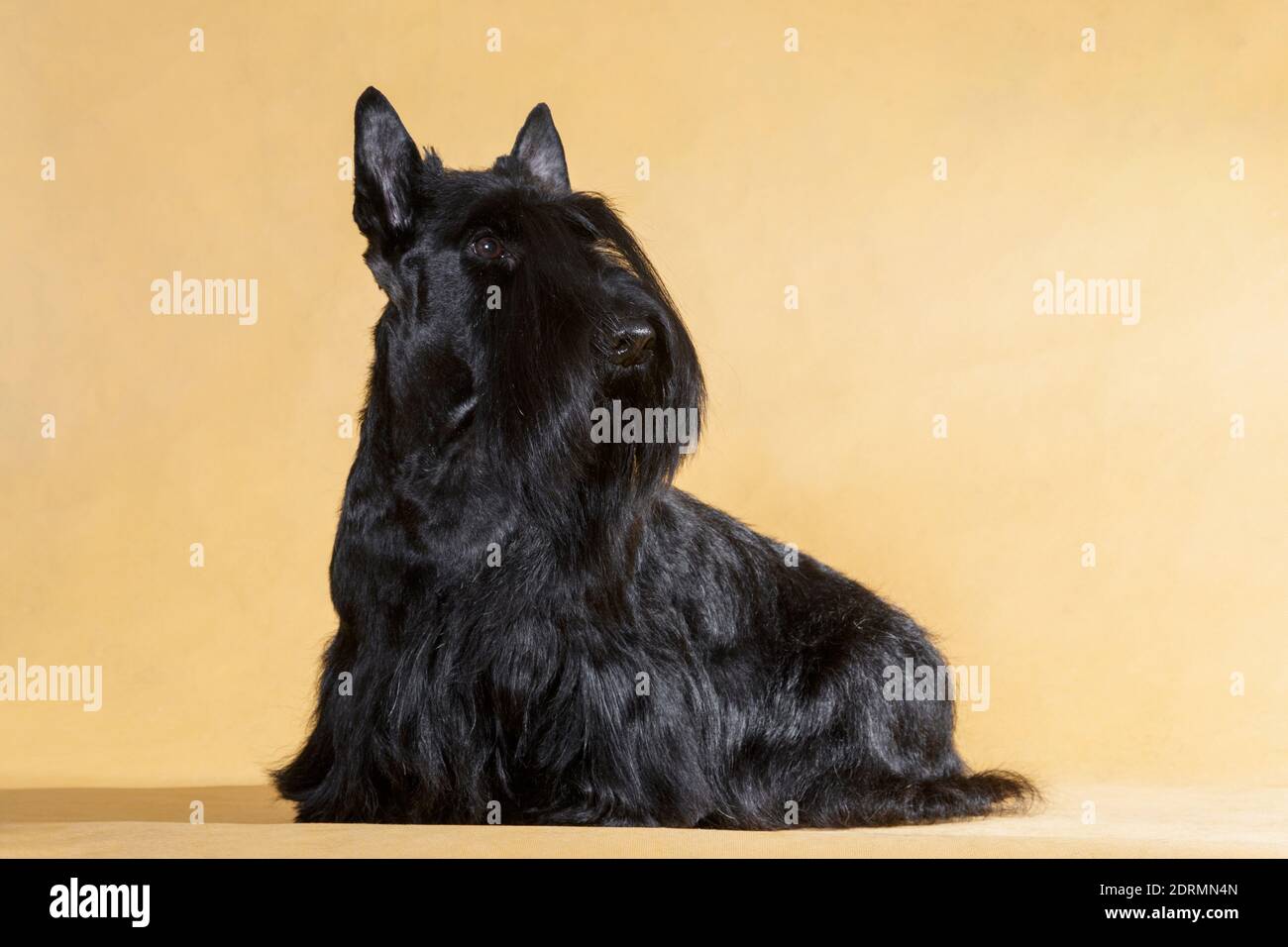 Seduto filo nero-capelli piccolo cane di razza Scotch terrier su uno sfondo giallo nella stanza del monolocale Foto Stock