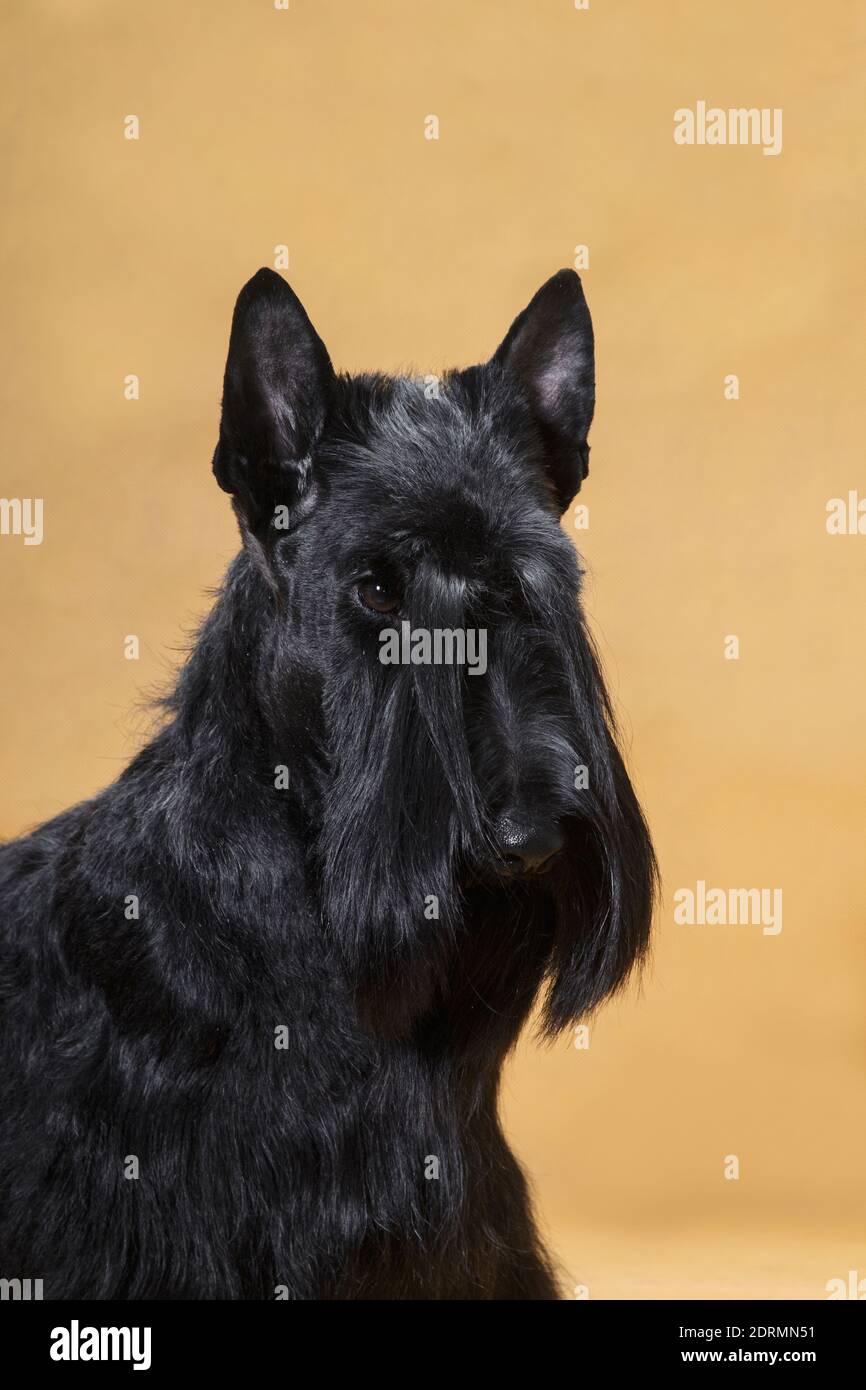 Ritratto di un piccolo cane di razza Scotch dai capelli neri terrier su sfondo giallo in una stanza nella studio Foto Stock