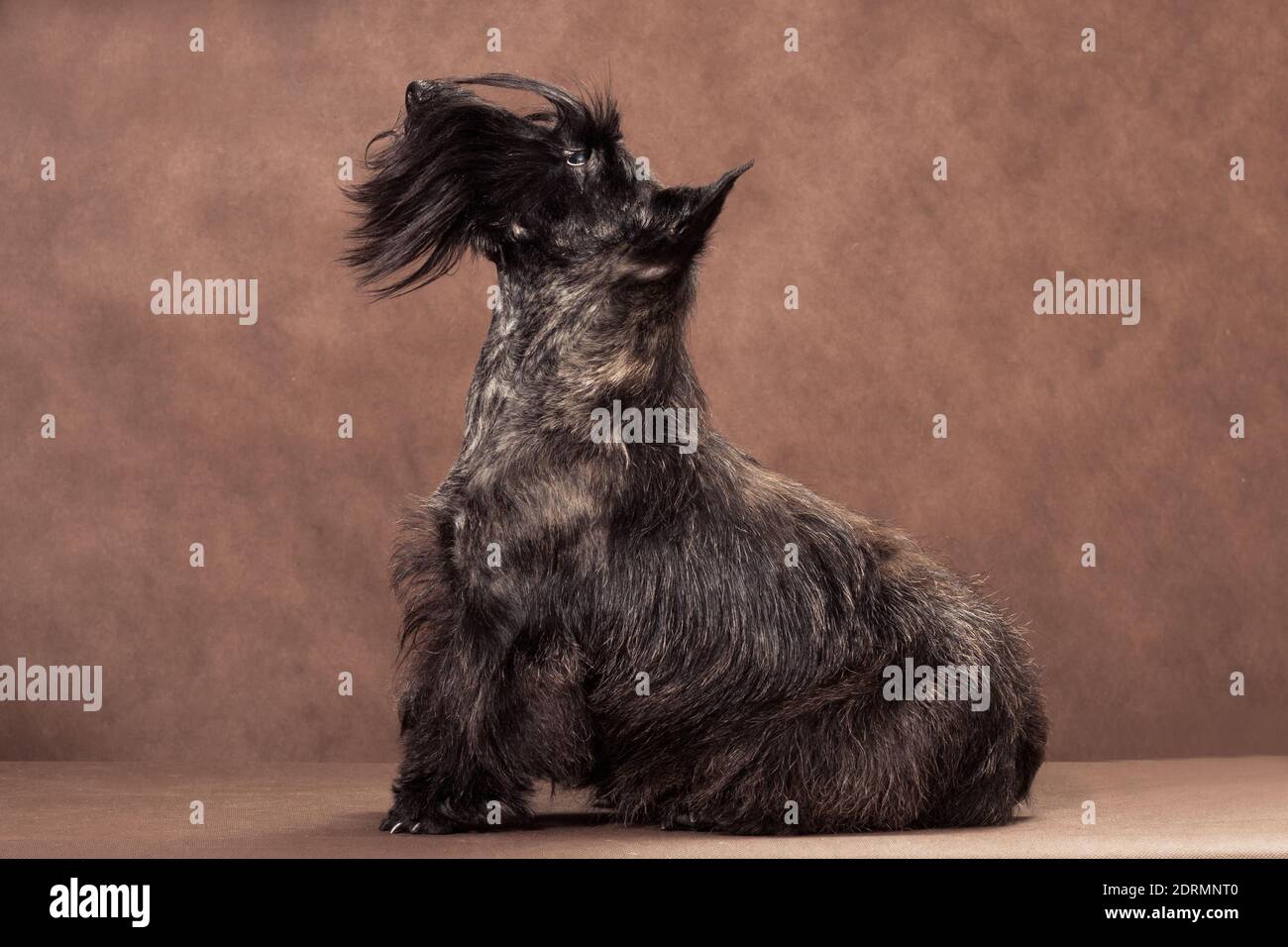 Tartaruga-guardando in alto seduto filo-capelli cane di razza Scotch terrier su sfondo marrone all'interno dello studio Foto Stock
