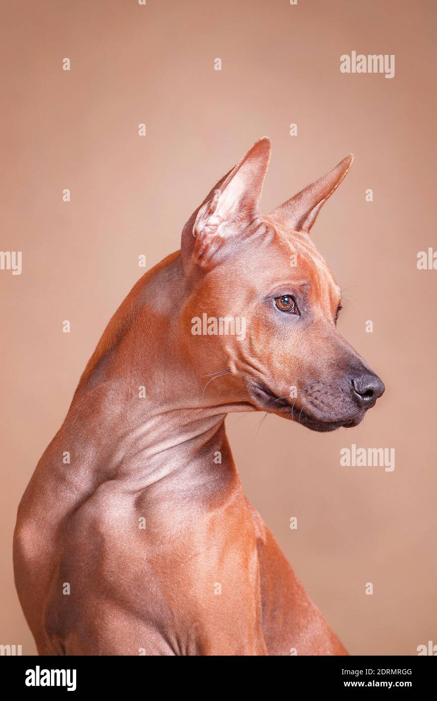 Thai Ridgeback è una razza nazionale della Thailandia. E forse è una delle razze più antiche conosciute all'uomo. Questo è un cane paria, una razza indigena. Foto Stock