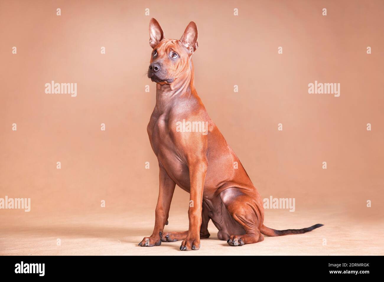 Thai Ridgeback è una razza nazionale della Thailandia. E forse è una delle razze più antiche conosciute all'uomo. Questo è un cane paria, una razza indigena. Foto Stock