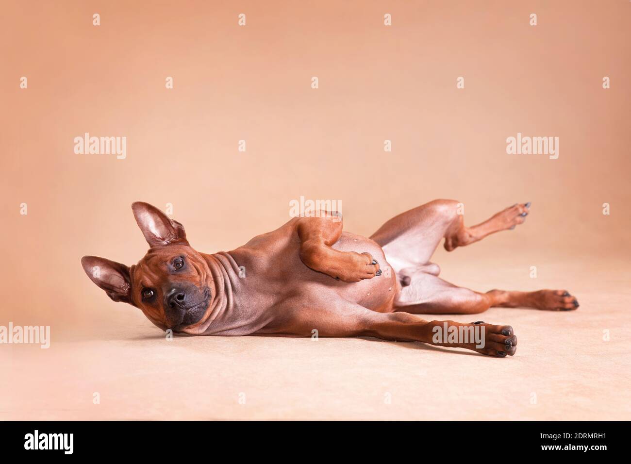 Thai Ridgeback è una razza nazionale della Thailandia. E forse è una delle razze più antiche conosciute all'uomo. Questo è un cane paria, una razza indigena. Foto Stock