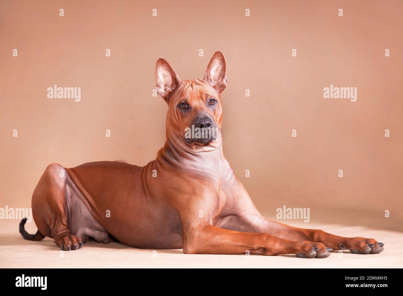 Thai Ridgeback è una razza nazionale della Thailandia. E forse è una delle razze più antiche conosciute all'uomo. Questo è un cane paria, una razza indigena. Foto Stock
