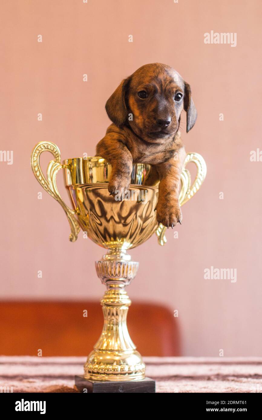 Tiny tan nero brindle dachshund vincitore cuccioli in un enorme oro brillante coppa premio su un tavolo al chiuso, vittoria. Foto Stock