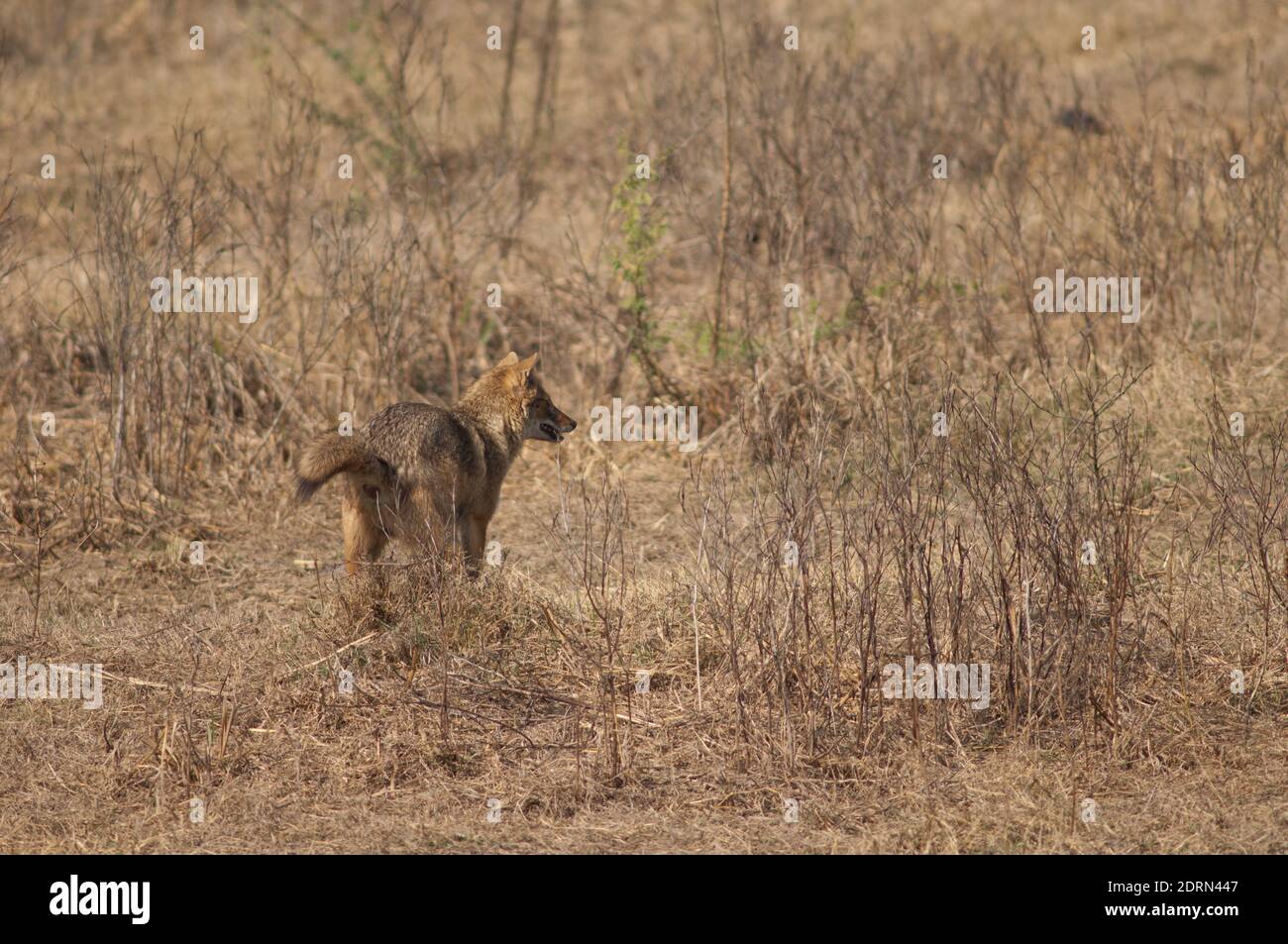 Il jackal d'oro Canis aureus indica il profumo-contrassegno. Parco Nazionale Keoladeo Ghana. Bharatpur. Rajasthan. India. Foto Stock