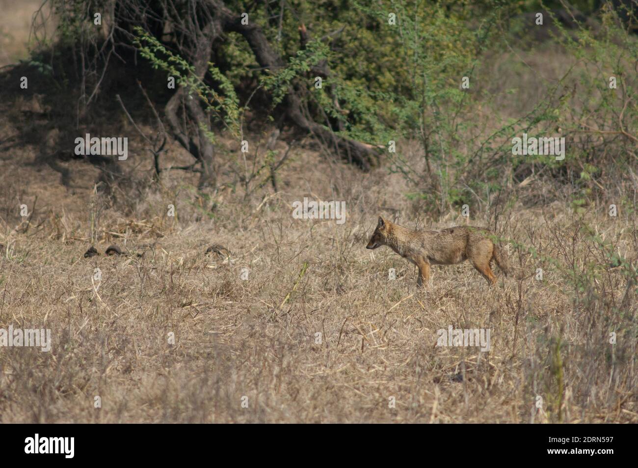 Golden jackal Canis aureus indicus. Parco Nazionale Keoladeo Ghana. Bharatpur. Rajasthan. India. Foto Stock