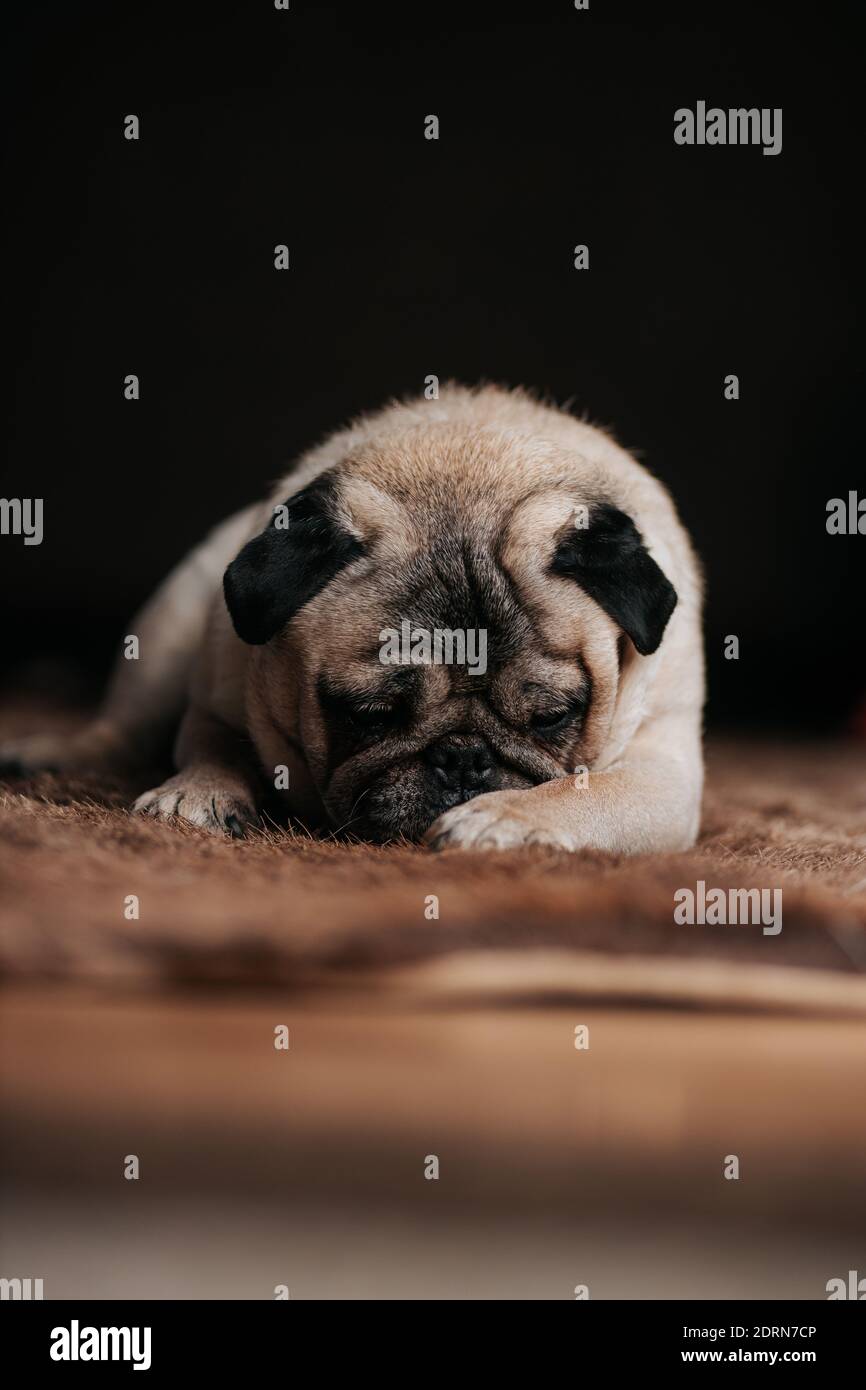 Adorabile cane pug sonnolento seduto su tappeto di pelliccia di orso e. cercando di dormire Foto Stock