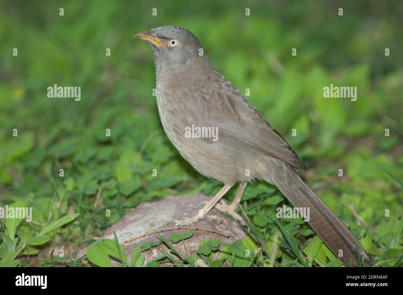 Babbler della giungla Turdoides striatus a terra. Parco Nazionale Keoladeo Ghana. Bharatpur. Rajasthan. India. Foto Stock