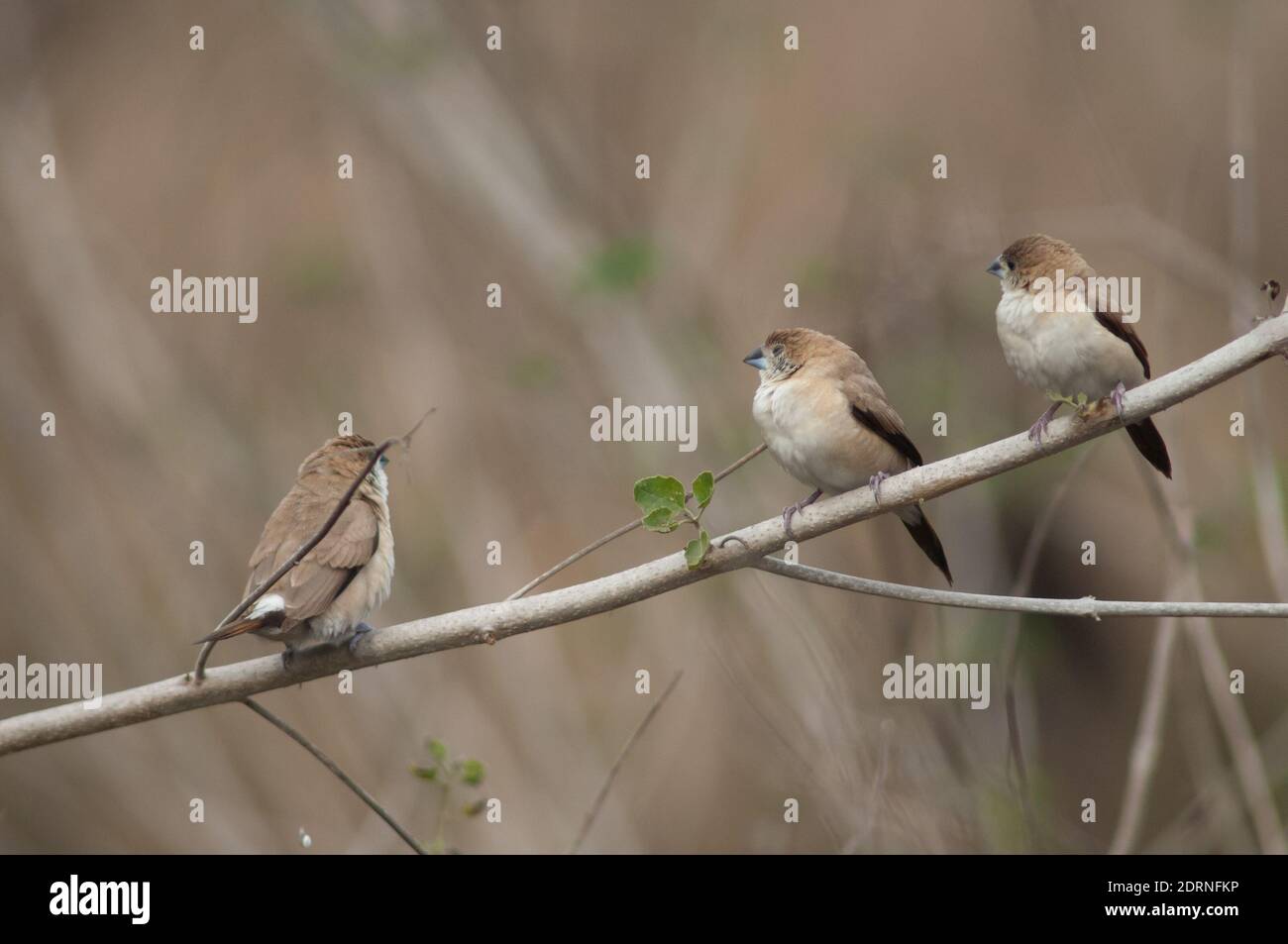 Becco d'argento indiano Eurodice malabarica su una filiale. Parco Nazionale Keoladeo Ghana. Bharatpur. Rajasthan. India. Foto Stock