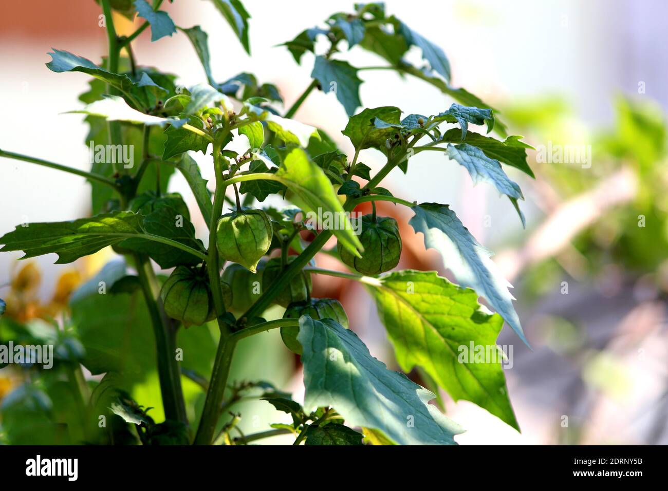 Nutrizione informazioni su Rasbhari, Gooseberries del Capo, o Berries dorati, Berry dorato, Physalis peruviana pianta medicinale in giardino Foto Stock