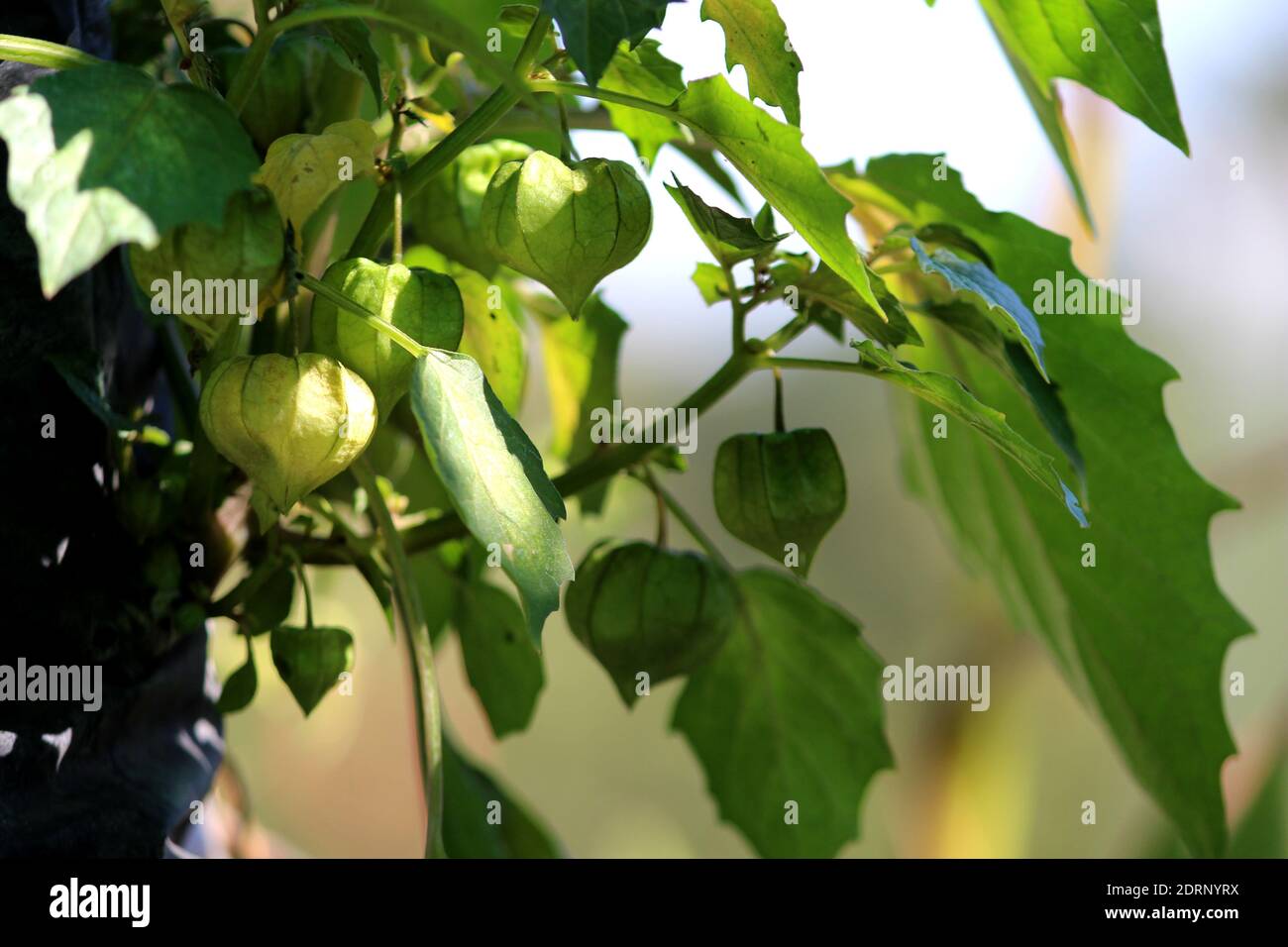 Nutrizione informazioni su Rasbhari, Gooseberries del Capo, o Berries dorati, Berry dorato, Physalis peruviana pianta medicinale in giardino Foto Stock