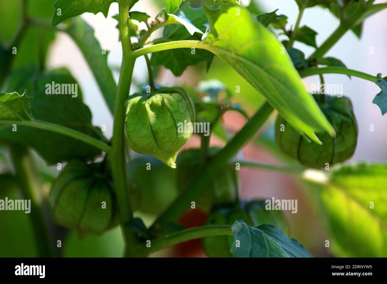 Nutrizione informazioni su Rasbhari, Gooseberries del Capo, o Berries dorati, Berry dorato, Physalis peruviana pianta medicinale in giardino Foto Stock