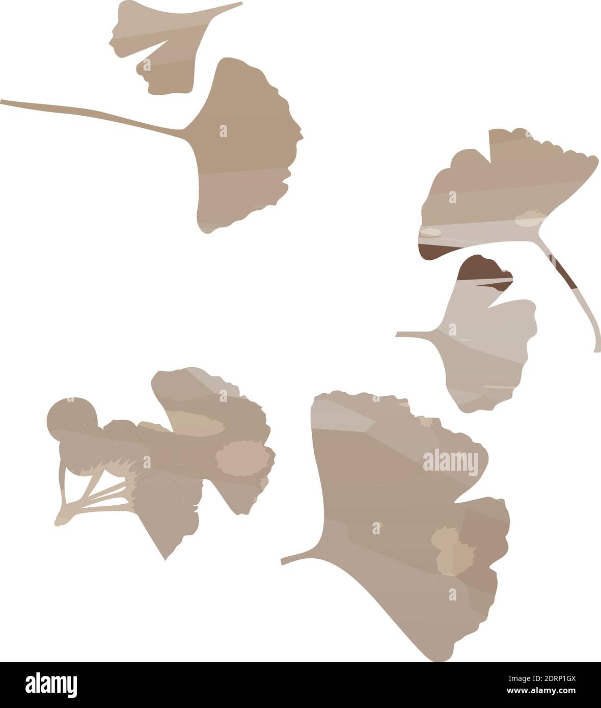 Set di foglie di Ginkgo biloba. Vettore marrone oggetti realistici isolati. Illustrazione botanica. EPS 10 Illustrazione Vettoriale