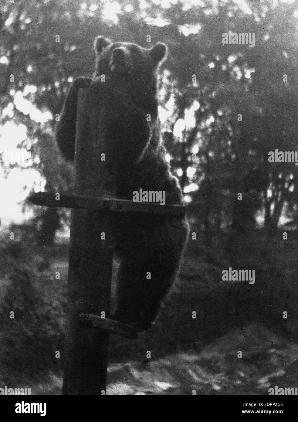 1946, storico, un orso sulle sue gambe posteriori in piedi su un palo, Dudley Zoo, Inghilterra, Regno Unito. Inaugurato nel 1937, lo zoo copriva oltre 40 ettari all'interno di un terreno densamente boscoso che circonda un antico castello di proprietà del conte di Dudley. Foto Stock