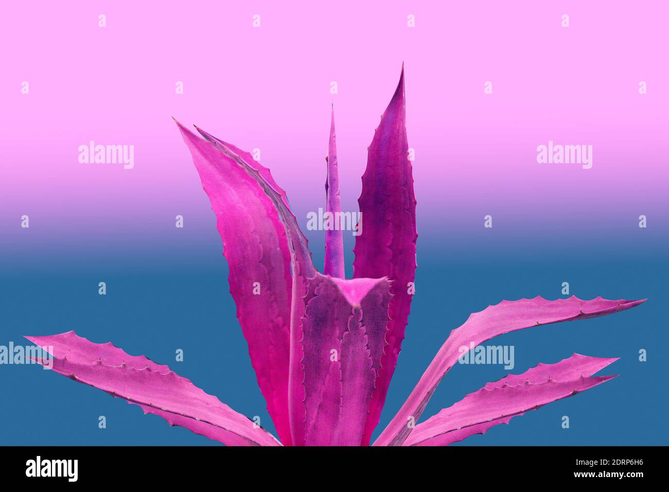 Foto di un cactus viola su uno sfondo luminoso. Minimalismo pop art cactus per il design Foto Stock