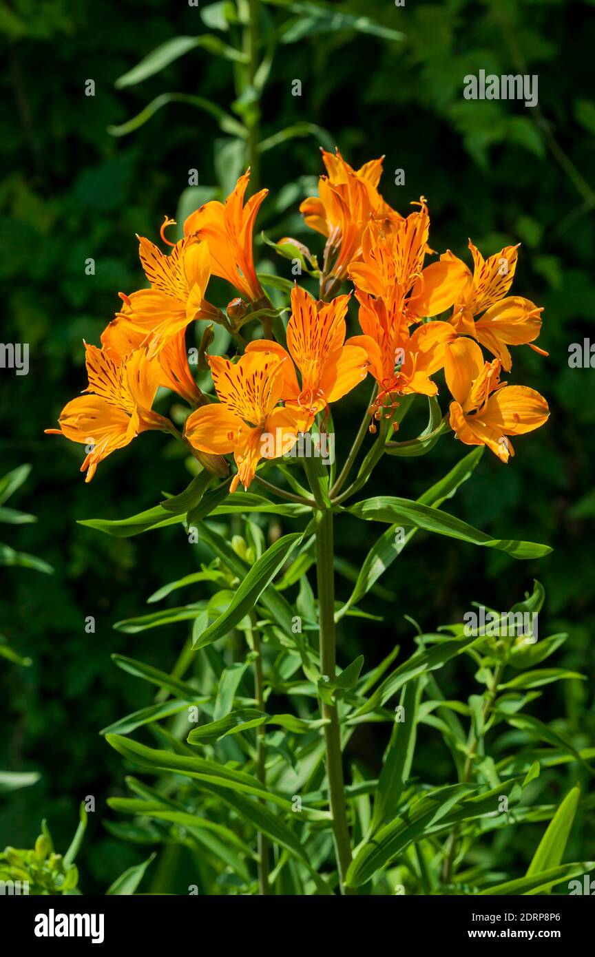 Lilium pumilum (giglio) uno stock di piante di fiori d'estate di primavera immagine fotografica Foto Stock