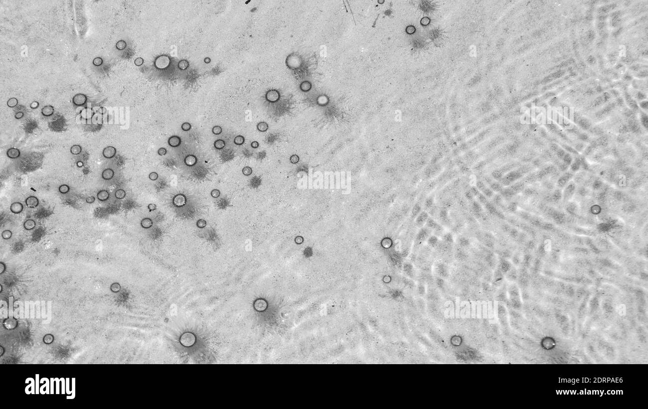 Le piccole meduse galleggiano in acqua, Balck e White Foto Stock