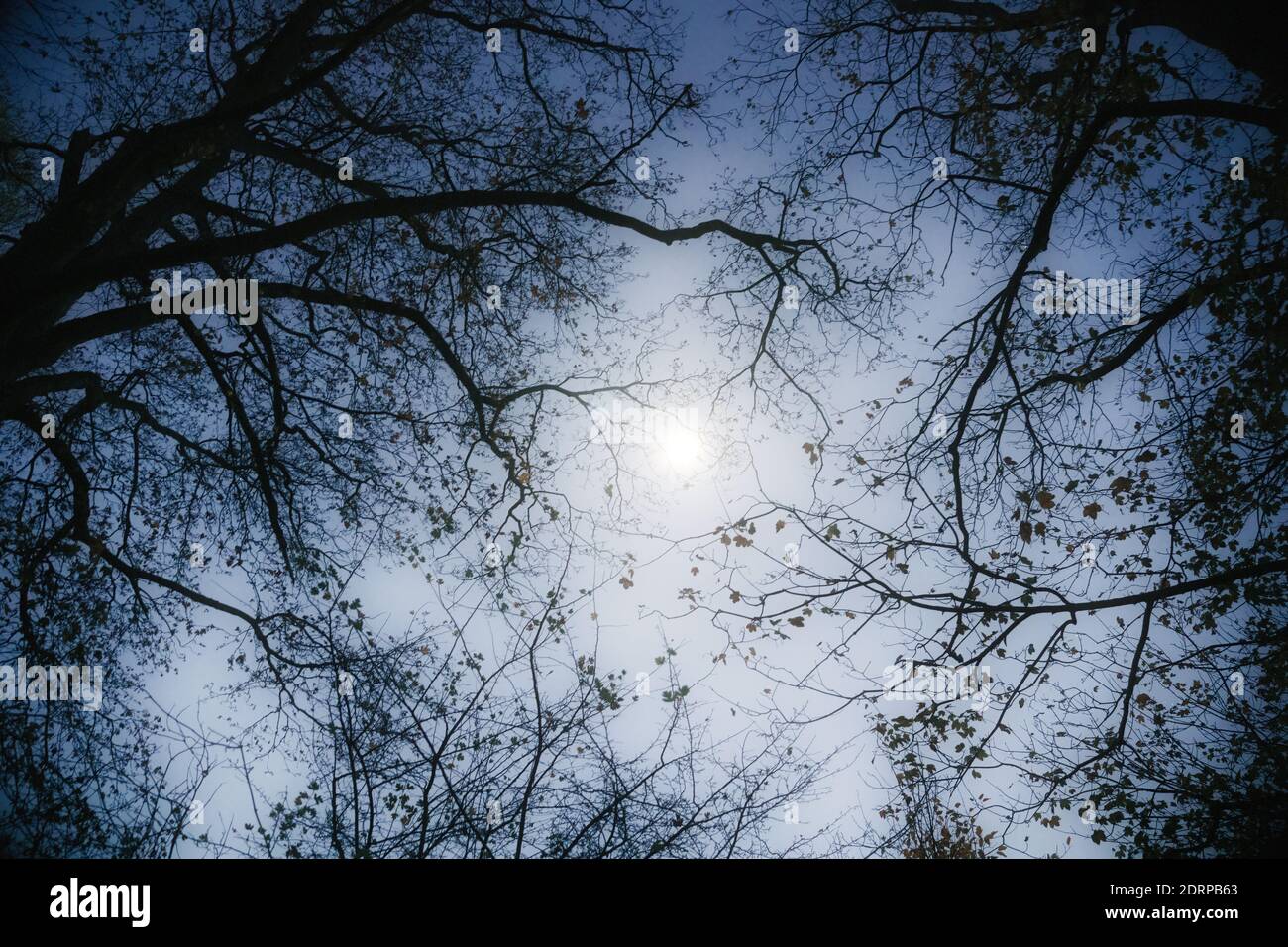 Atmosfera nebbiosa di luna al mattino tra rami scuri Foto Stock