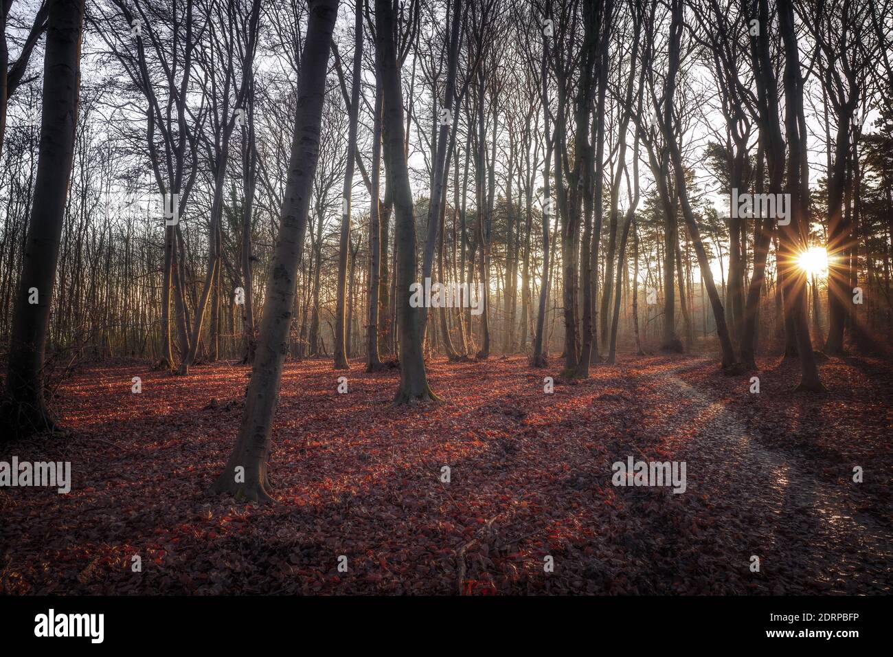 Una foresta illuminata dal sole in una mattinata di dicembre in un autunnale atmosfera Foto Stock