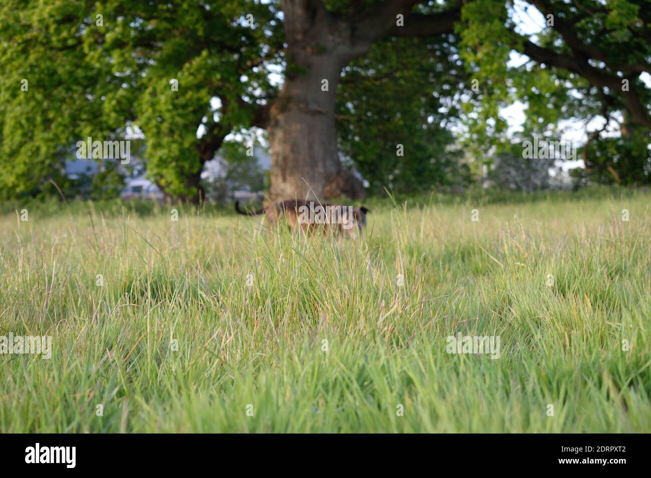 Staffordshire Bull Terrier Walking in Tall Grass Foto Stock