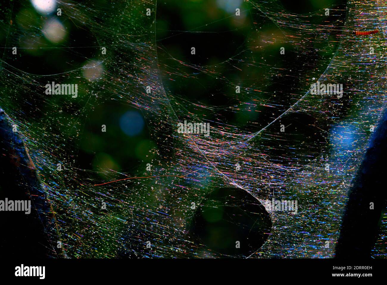 Larval Web comunale di Ermine Moth. La saturazione del colore è stata aumentata per mostrare lo spettro completo del colore presente sul Web. Foto Stock