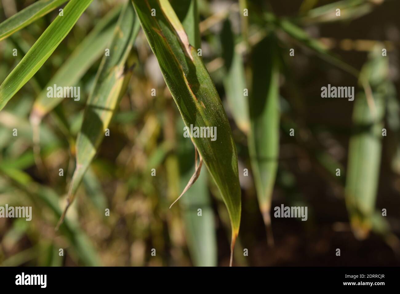 Primo piano di una particolare varietà di bambù chiamato Fargesia rufa Panda verde Foto Stock