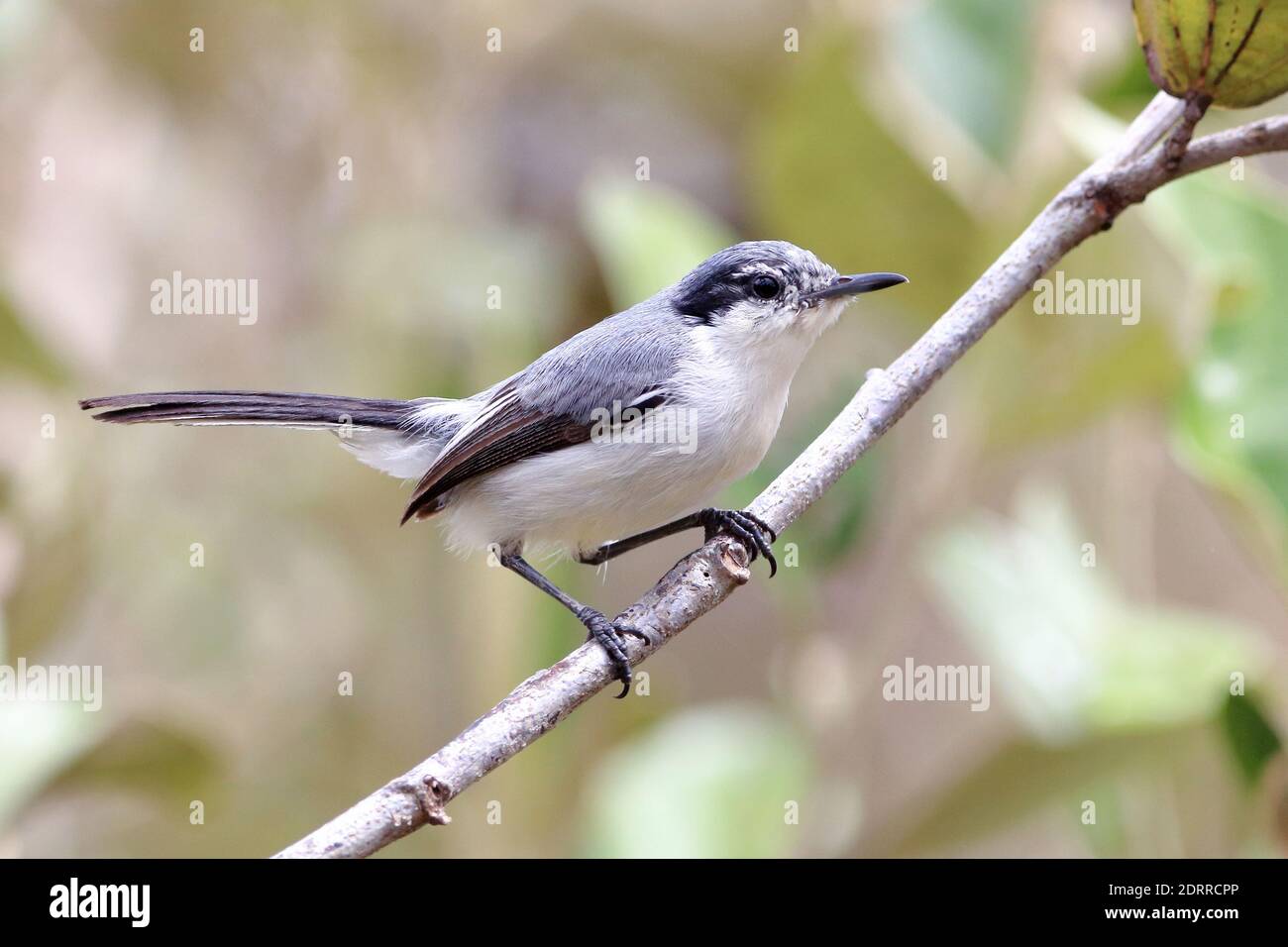 Tropical Gnatcatcher (Polioptila plumbea) arroccato su un ramo. Entre Rios, Bahia, Brasile Foto Stock