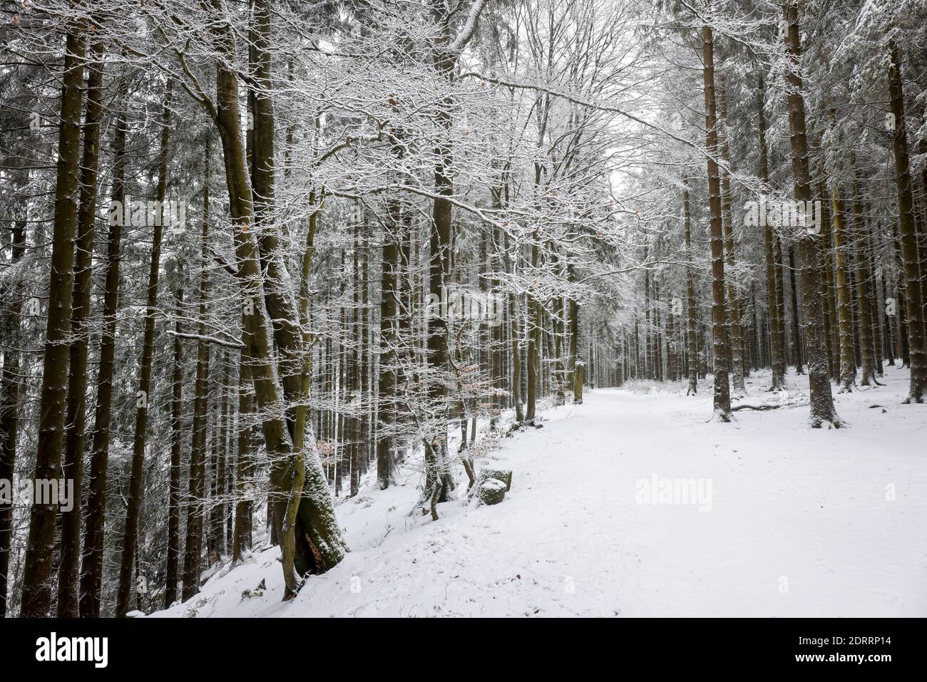Winterberg, Sauerland, Renania Settentrionale-Vestfalia, Germania - Foresta innevata. Foto Stock