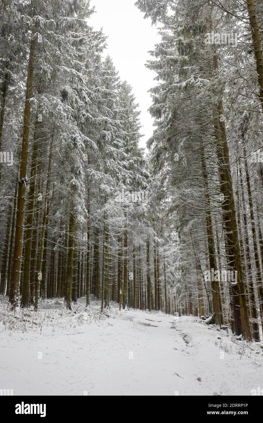 Winterberg, Sauerland, Renania Settentrionale-Vestfalia, Germania - Foresta innevata. Foto Stock