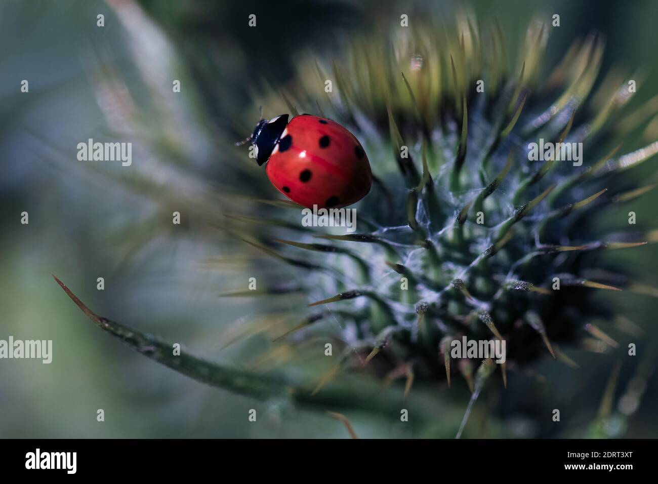 Primo piano su bug rosso signora su un thistle Foto Stock