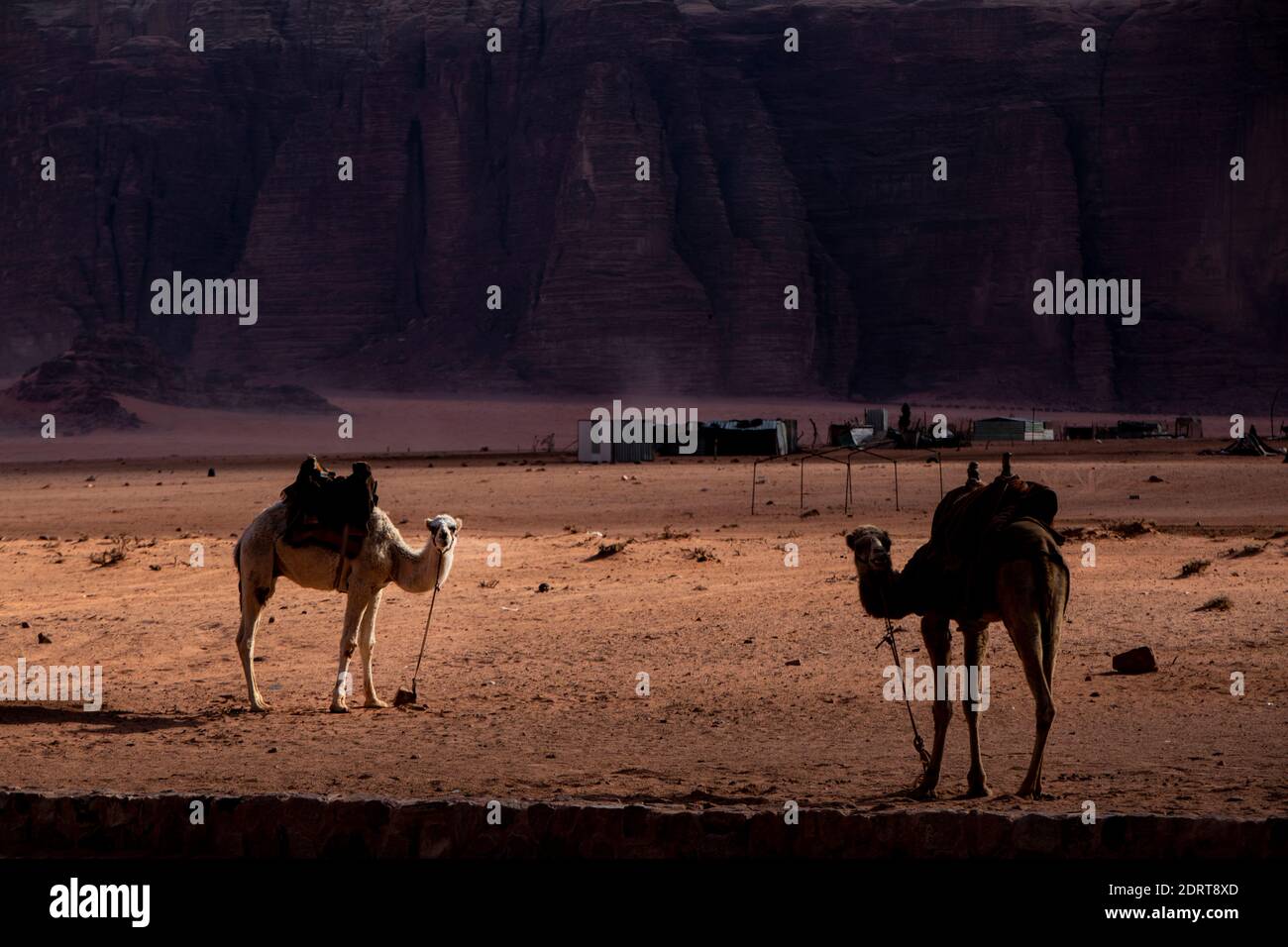 Cammelli in un villaggio beduino nel deserto di Wadi Rum, Giordania. Foto Stock