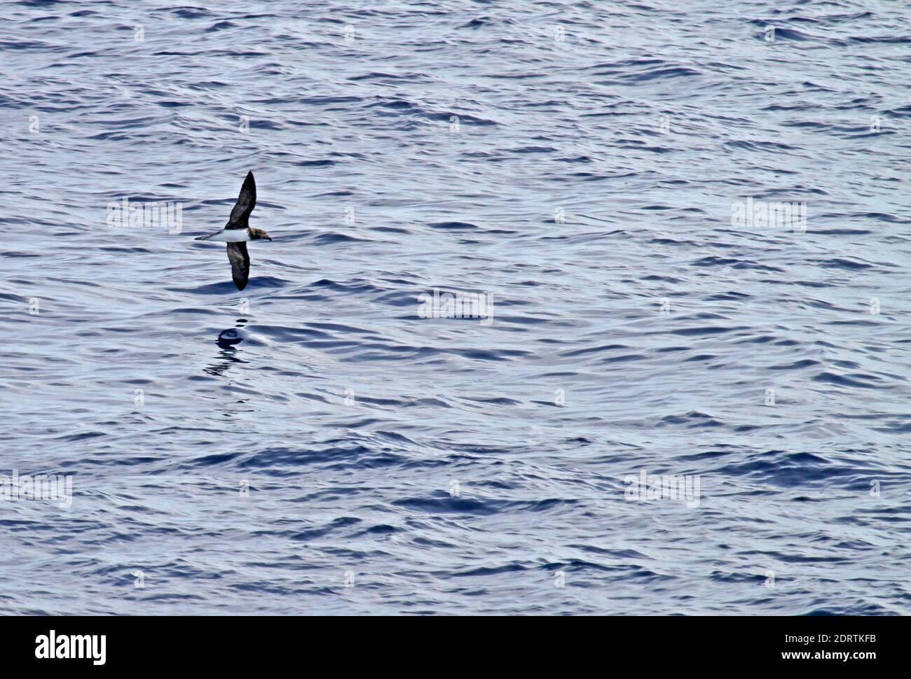 Beck's Petrel (Pseudobulweria becki) in mare in Oceano Pacifico vicino Nuova Irlanda isola. Foto Stock