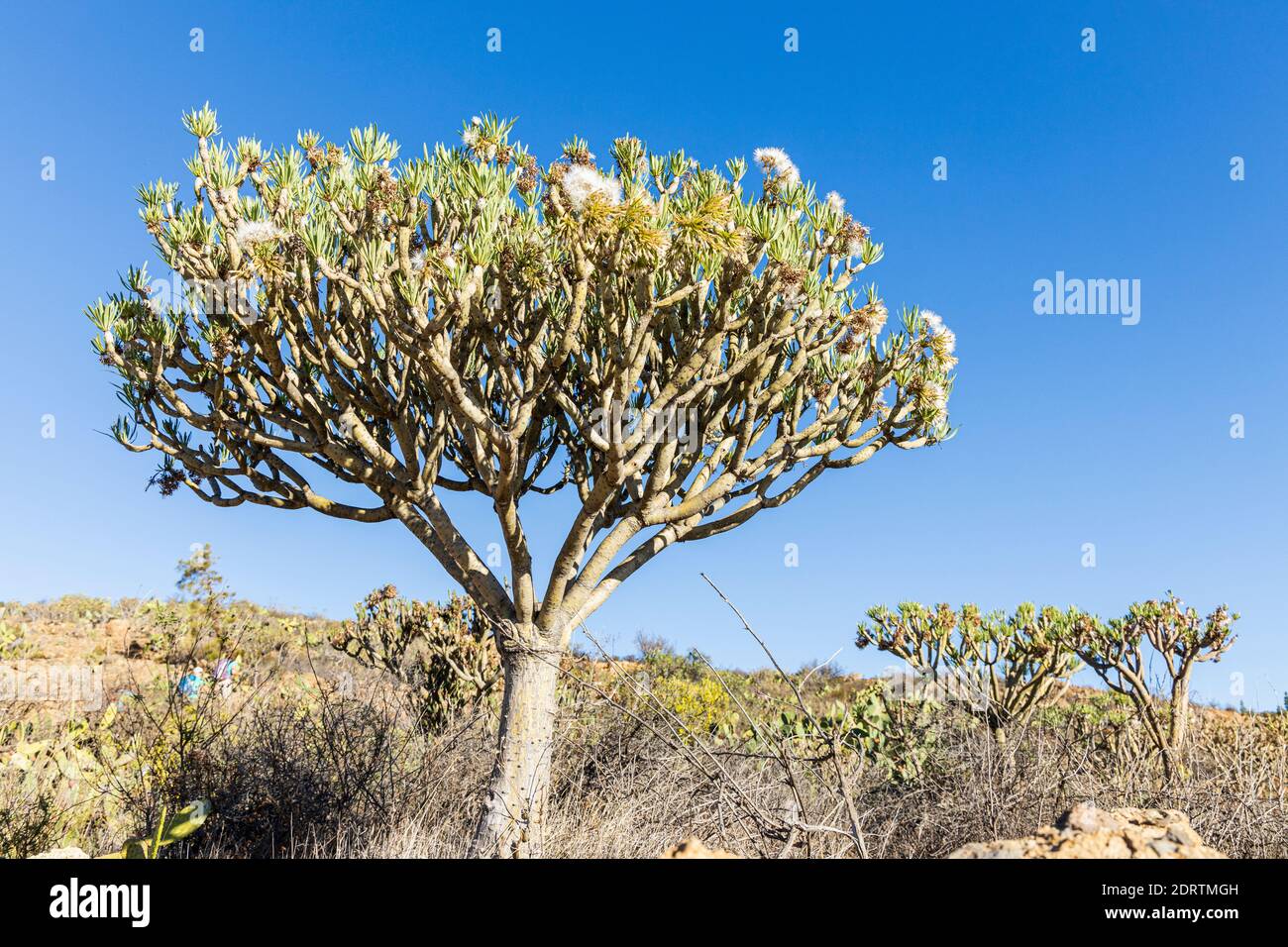 Euphorbia, tabaiba pianta con vento soffiato semi contro cielo blu vicino a  Las Vegas, Tenerife, Isole Canarie, Spagna Foto stock - Alamy