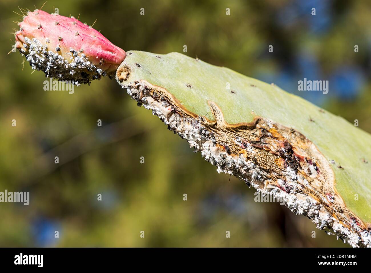 Cocco coccinico, cocco dactylopio, insetti su un cactus di pera prickly, Opuntia ficus indica, vicino a Las Vegas, Tenerife, Isole Canarie, Spagna Foto Stock