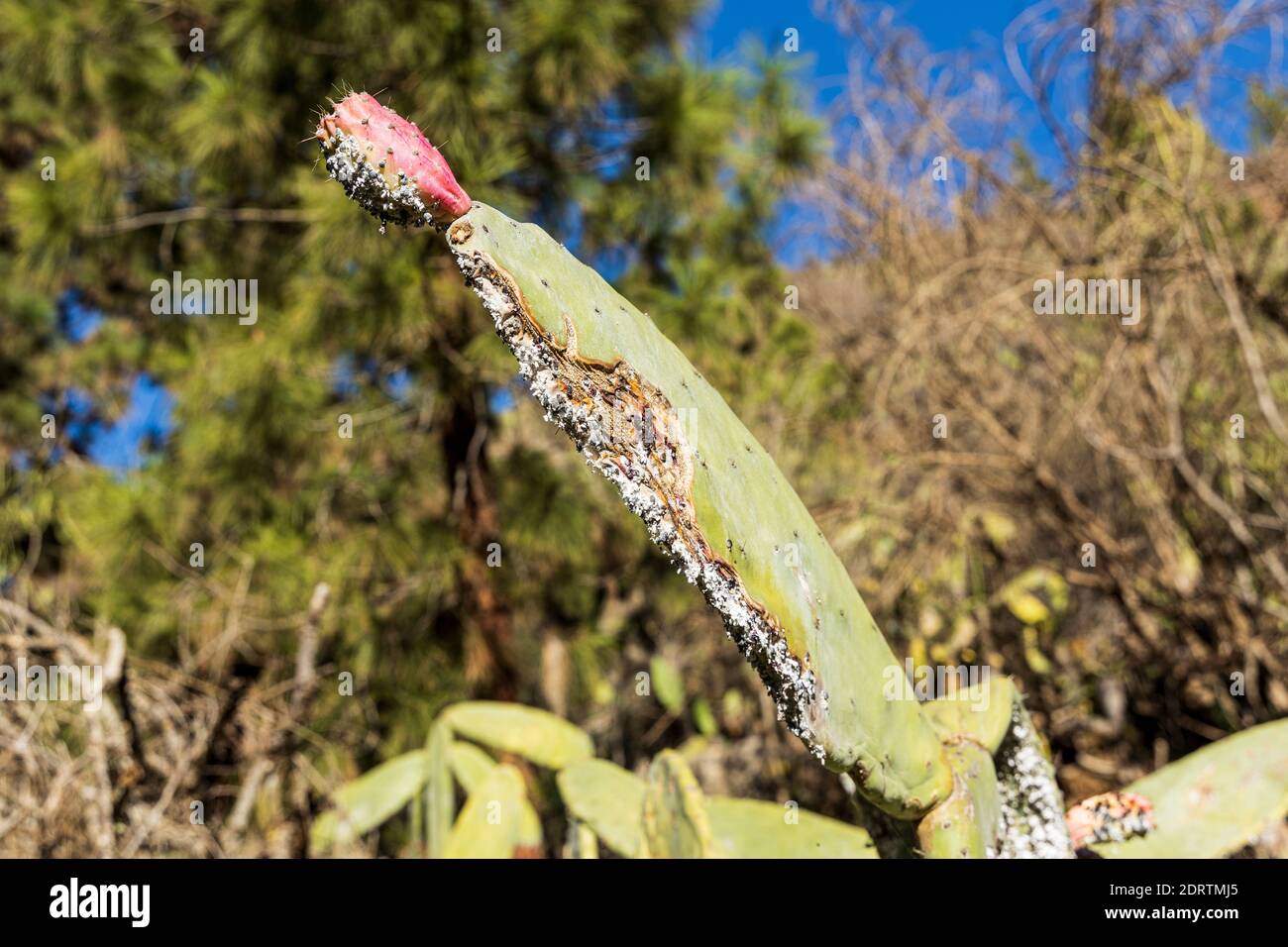 Cocco coccinico, cocco dactylopio, insetti su un cactus di pera prickly, Opuntia ficus indica, vicino a Las Vegas, Tenerife, Isole Canarie, Spagna Foto Stock