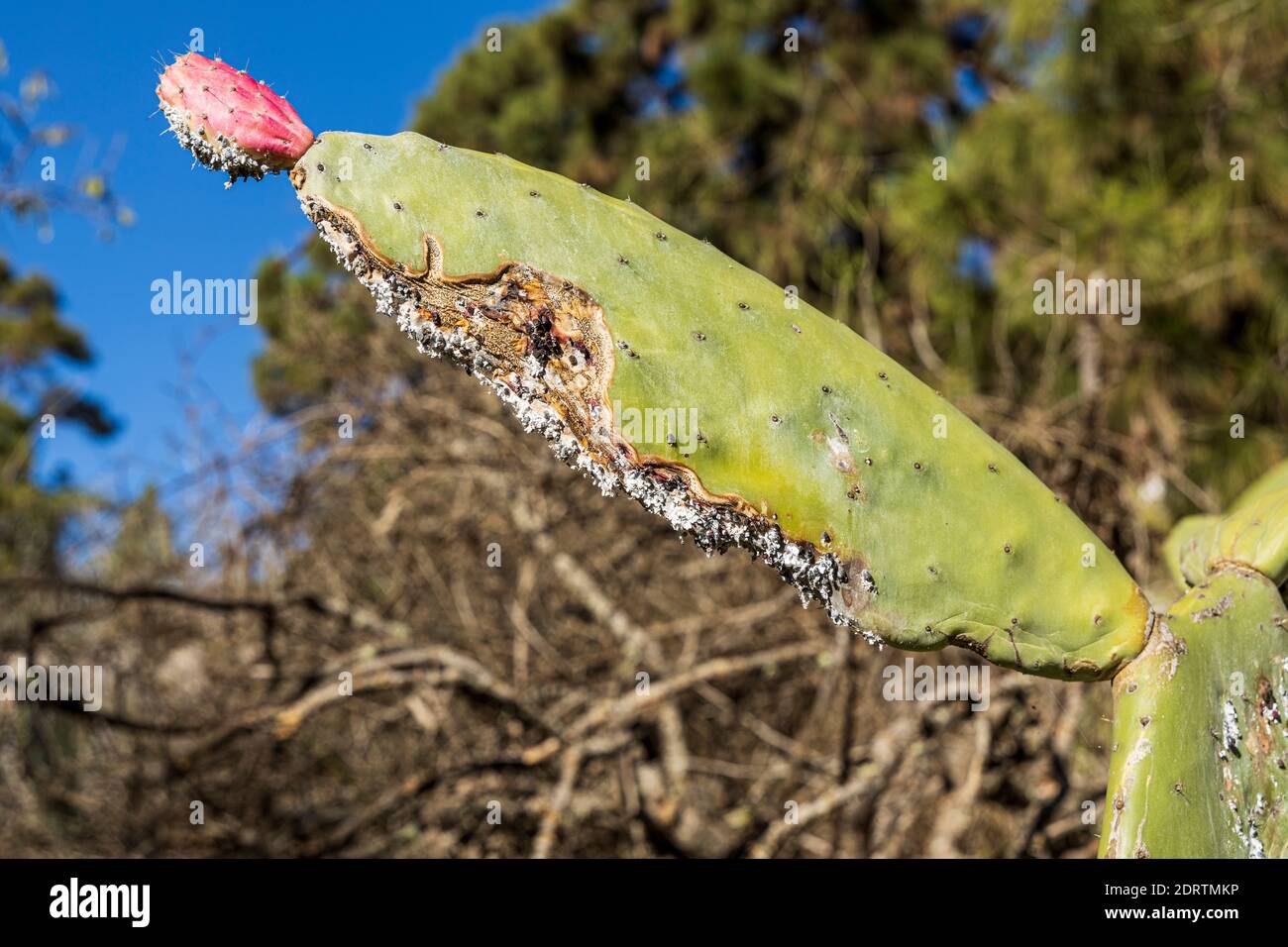 Cocco coccinico, cocco dactylopio, insetti su un cactus di pera prickly, Opuntia ficus indica, vicino a Las Vegas, Tenerife, Isole Canarie, Spagna Foto Stock