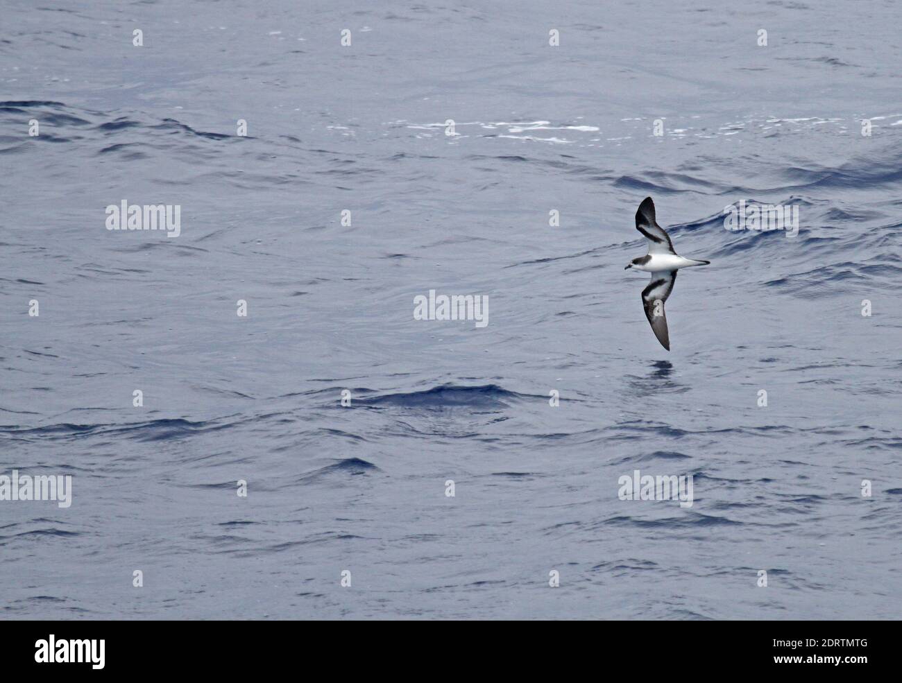 Bonin Petrel (Pterodroma hypoleuca) volare oltre oceano Pacifico vicino al Giappone. Foto Stock