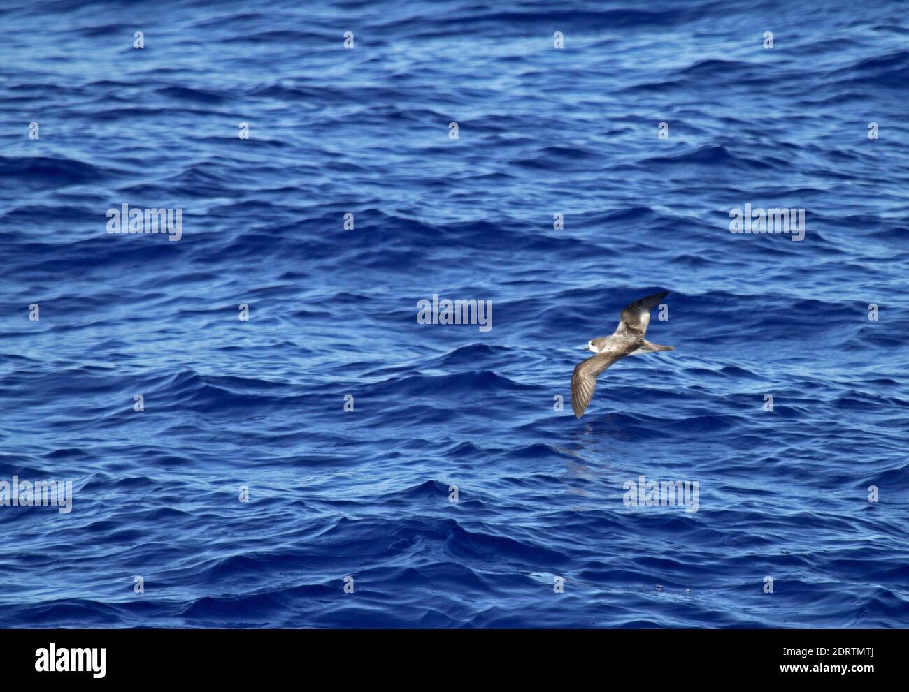 Bonin Petrel (Pterodroma hypoleuca) volare oltre oceano pacifico tra Micronesia e Giappone. Foto Stock