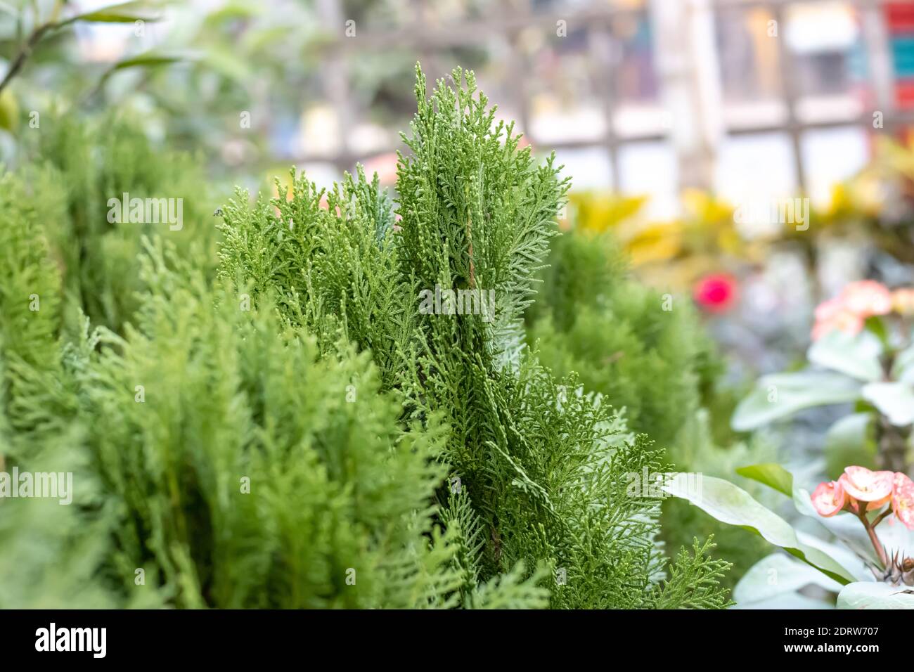 Vista ravvicinata dell'albero decorativo Thuja verde nella casa giardino Foto Stock