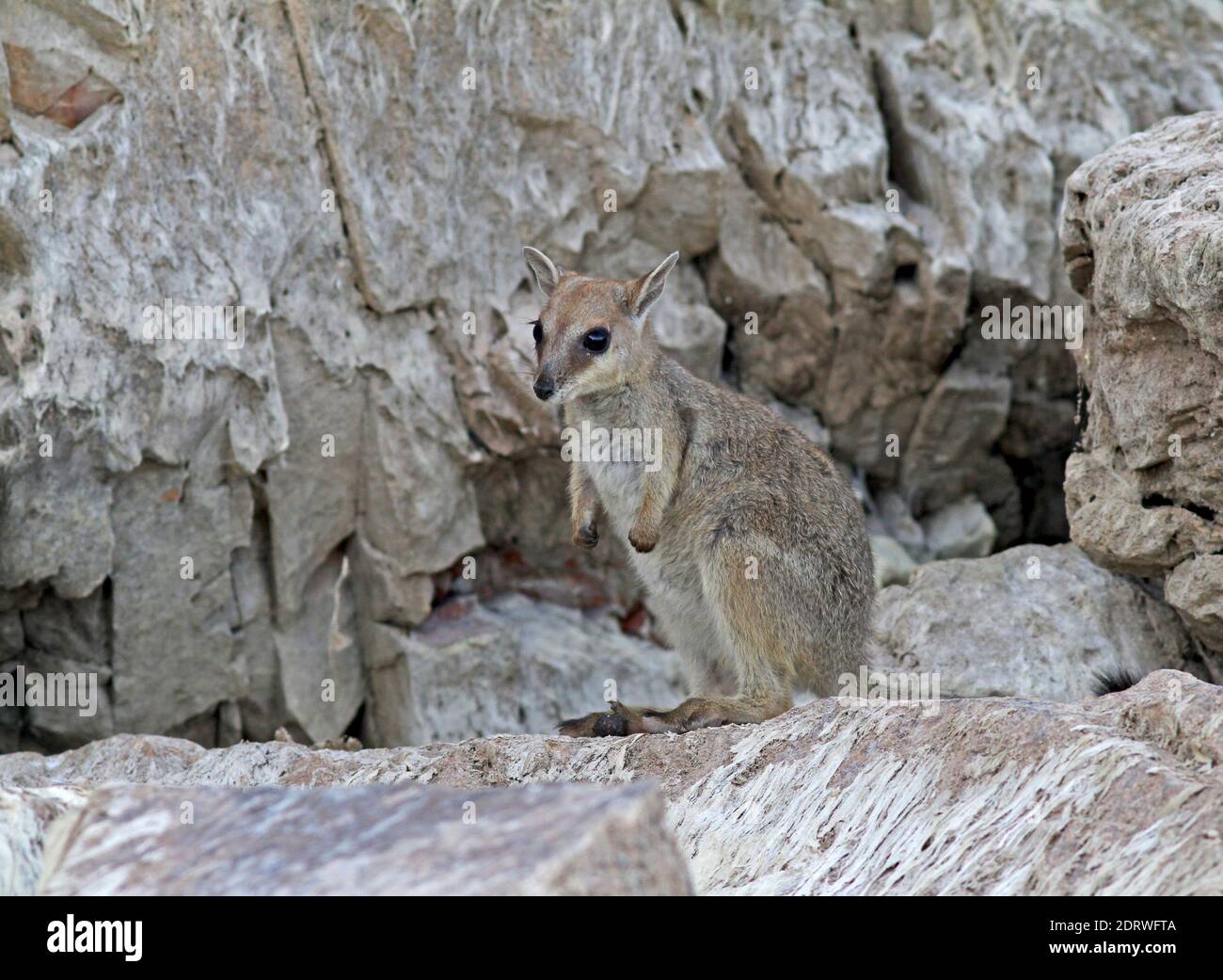 Kortoorrotskangeroe zittend op een marcisce, corto-eared rock-wallaby arroccata su una roccia Foto Stock