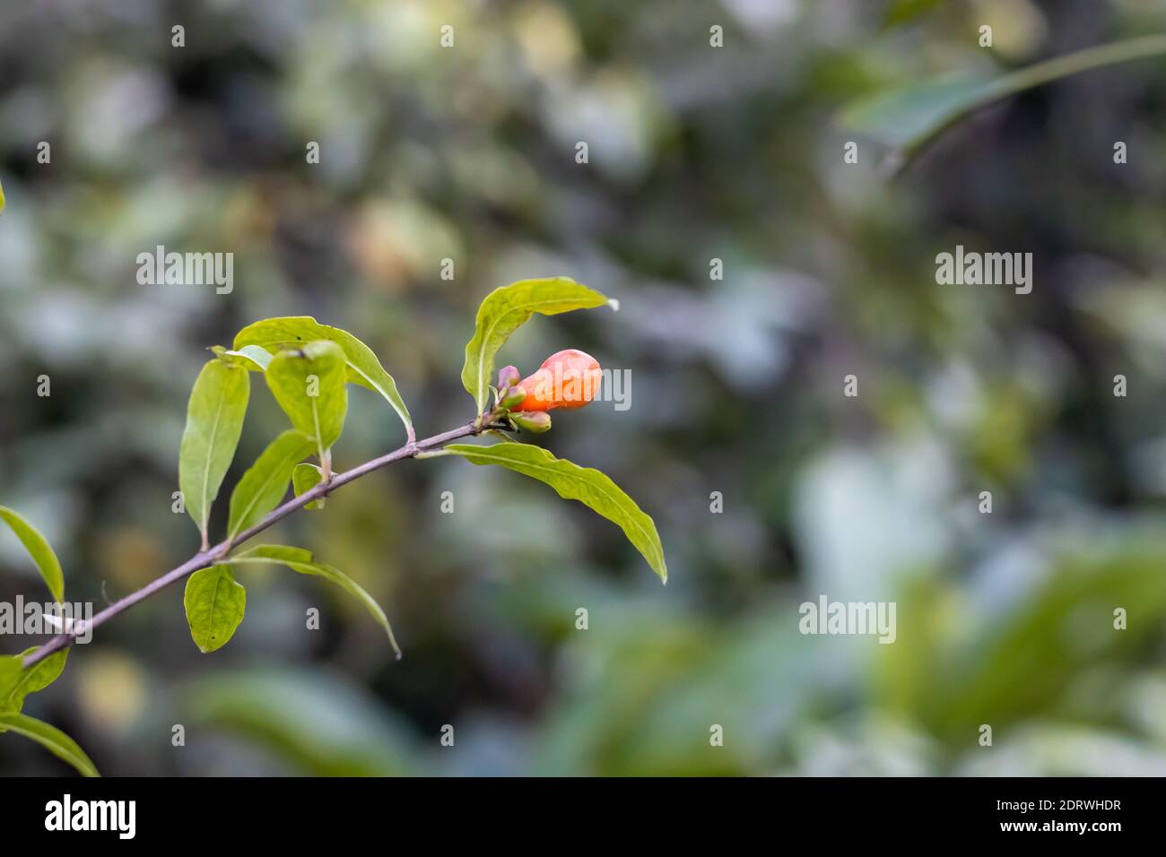 Un ramo di melograno con boccioli di fiori che crescono nel giardino Foto Stock