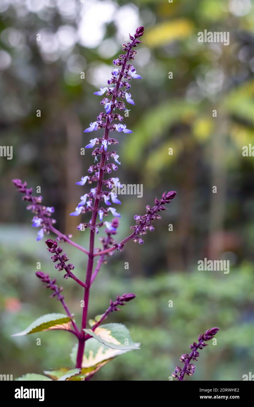 Ametista Sage Flower fiorire nella giungla Foto Stock