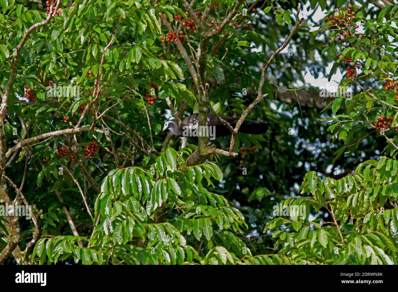 In pericolo critico Trinidad Piping-Guan (Pipile pipile) alta in un albero ot la isola di Trinidad. Foto Stock