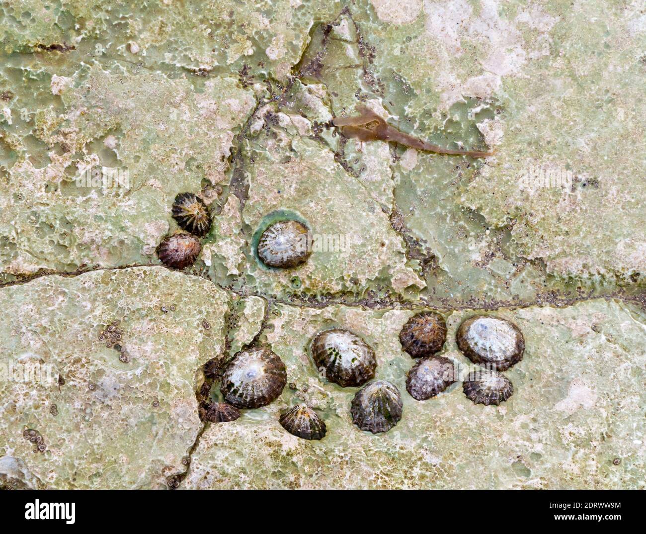 Gruppo di limpet un tipo di lumaca acquatica con conchiglie coniche attaccate ad una roccia su una spiaggia a bassa marea. Foto Stock