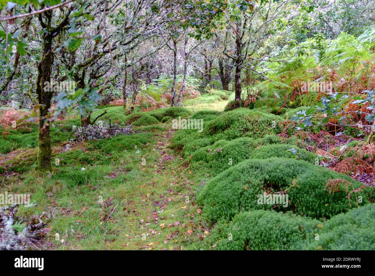 Giardino naturale, Argyll. Foto Stock