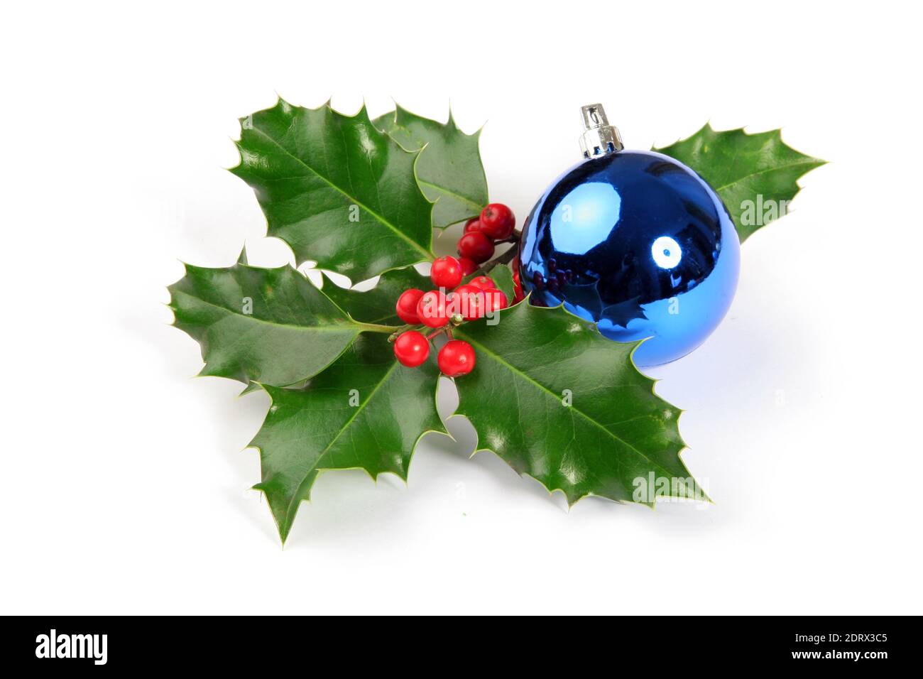 Natale o Capodanno decorazione con agrifoglio ramo e palla blu lucido. Foto isolata su sfondo bianco Foto Stock