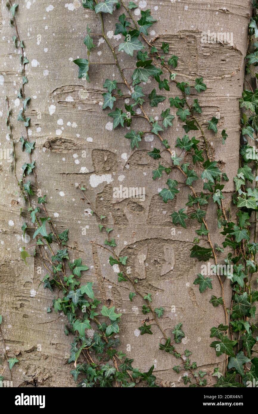 Iniziali scolpite molto tempo fa nella corteccia di un faggio albero Foto Stock