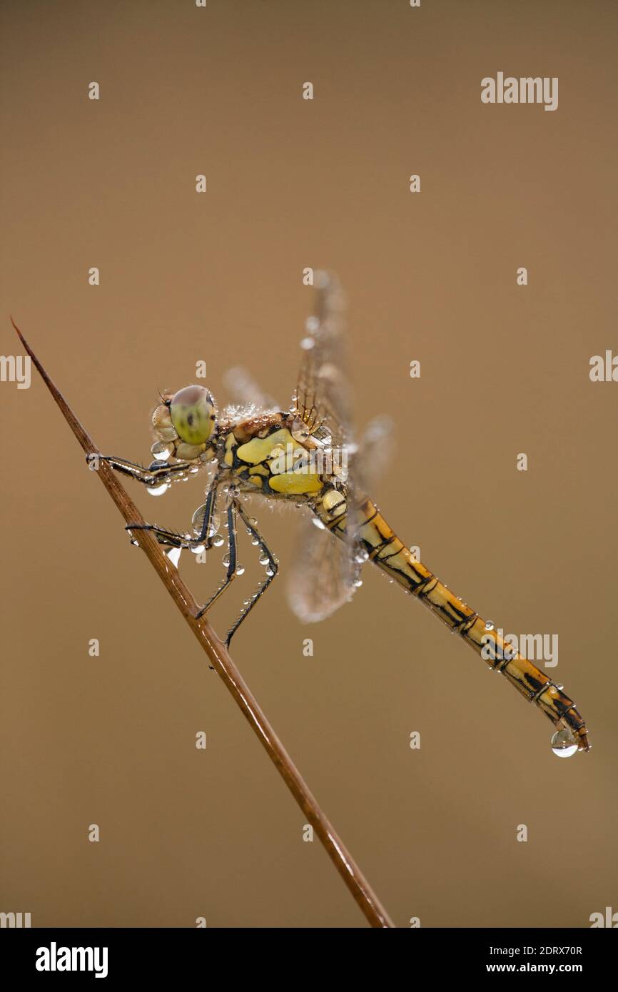 Un dragonfly comune di Darter, Sympetrum striolatum, che riposa su una canna dopo la pioggia del mattino. North Dorset Inghilterra Regno Unito GB Foto Stock